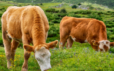 Brown Cows Don’t Make Chocolate Milk: A History of Dairy