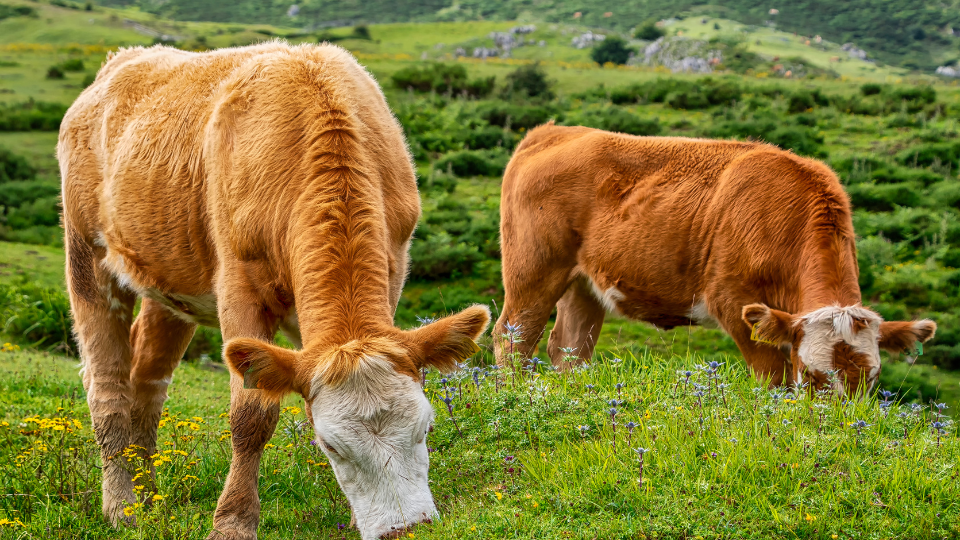 Brown Cows Don’t Make Chocolate Milk: A History of Dairy