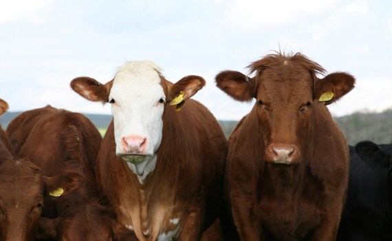 Brown Cows Don’t Make Chocolate Milk: A History of Dairy