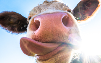 How the Blue Cow Logo Simplifies Canadian Dairy Products