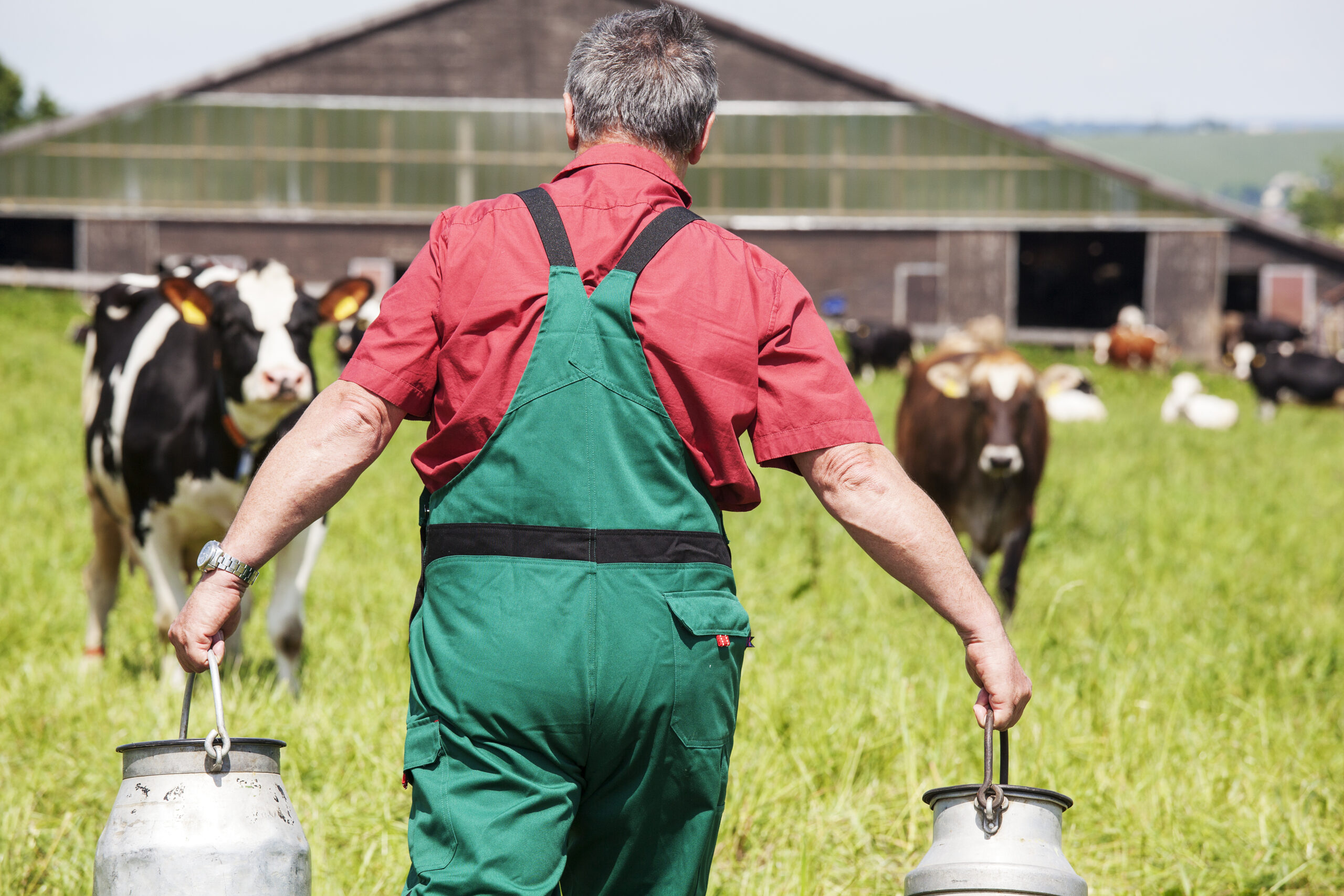 Farmer,With,Milk,Churns,At,His,Cows